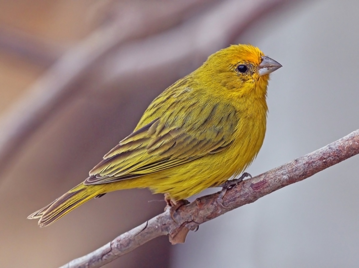 Jilguero dorado (Sicalis flaveola)