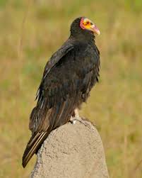 Jote cabeza amarilla (Cathartes burrovianus)