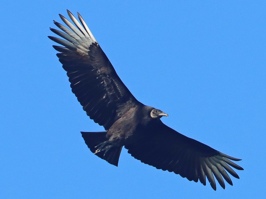 Jote cabeza negra (Coragyps atratus)