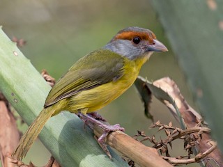 Juan chiviro (Cyclarhis gujanensis)
