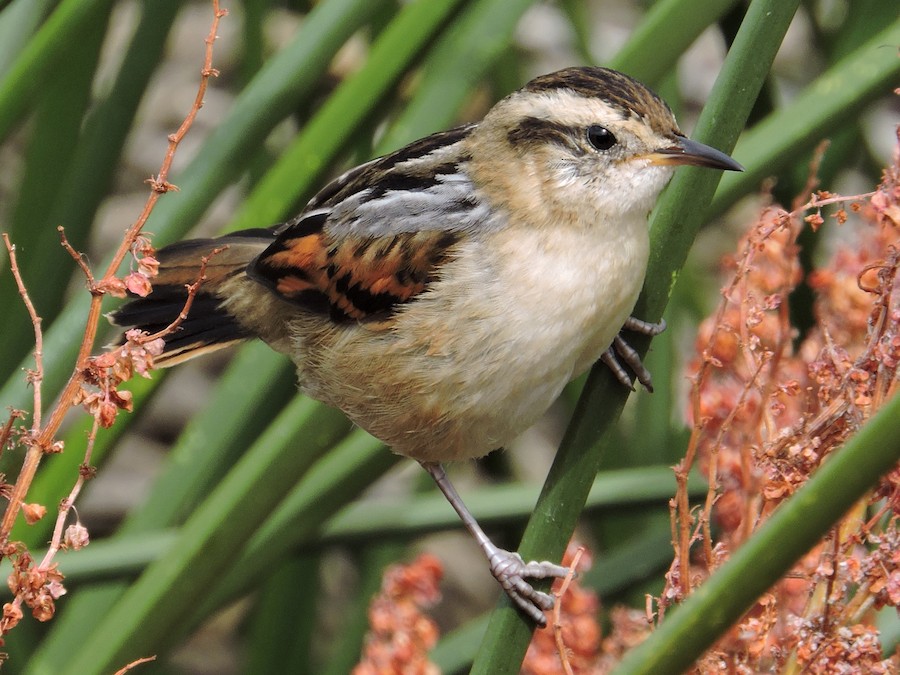 Junquero (Phleocryptes melanops)