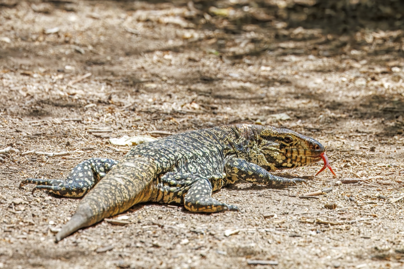 Lagarto overo (Salvator merianae)