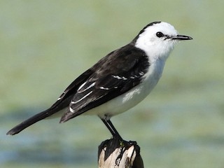 Lavandera (Arundinicola leucocephala)