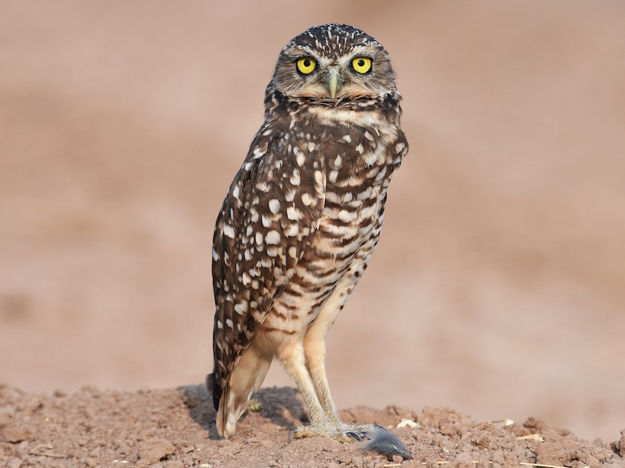 Lechuzita vizcachera (Athene cunicularia)