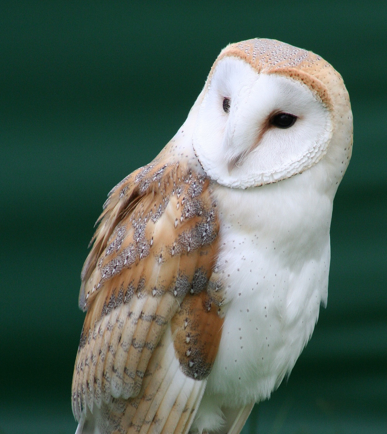 Lechuza de campanario (Tyto furcata)