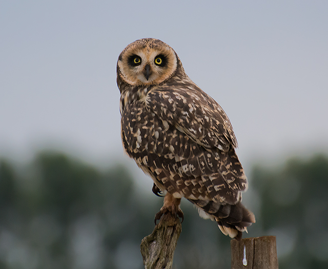 Lechuzón de campo (Asio flammeus)