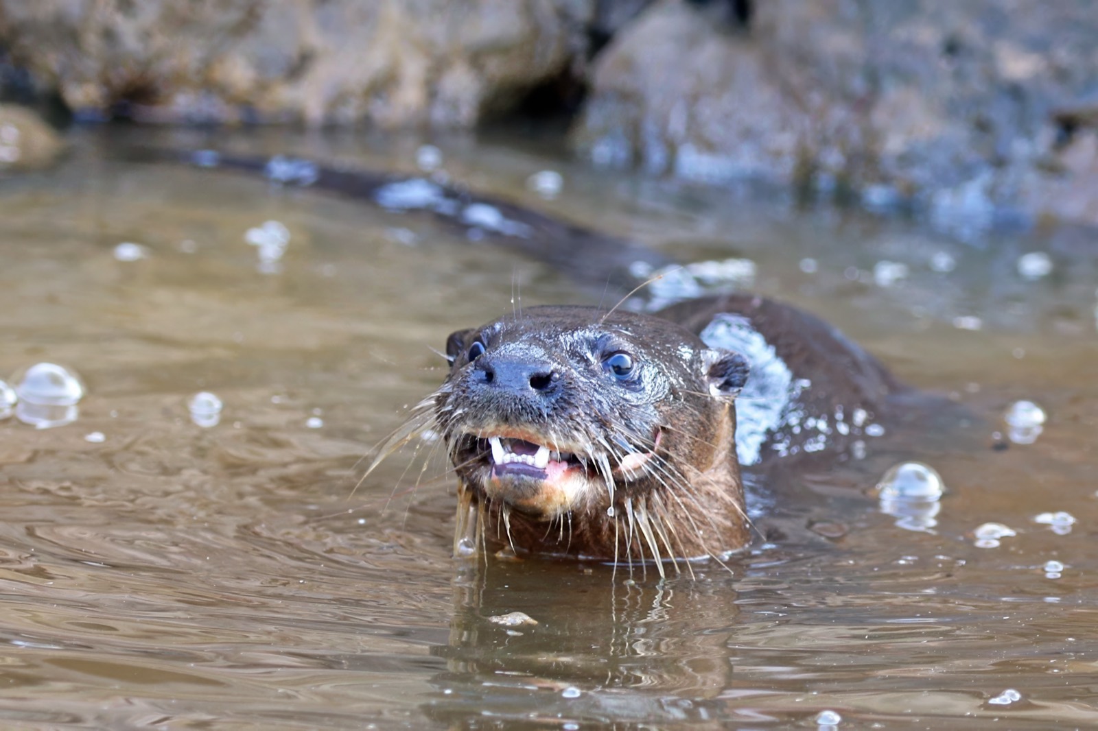 Lobito de río