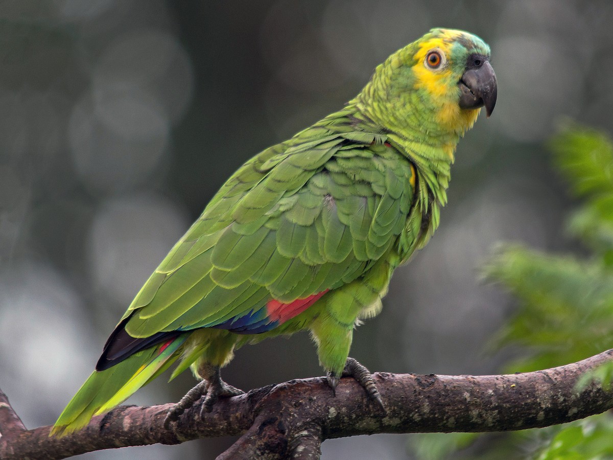 Loro hablador (Amazona aestiva)