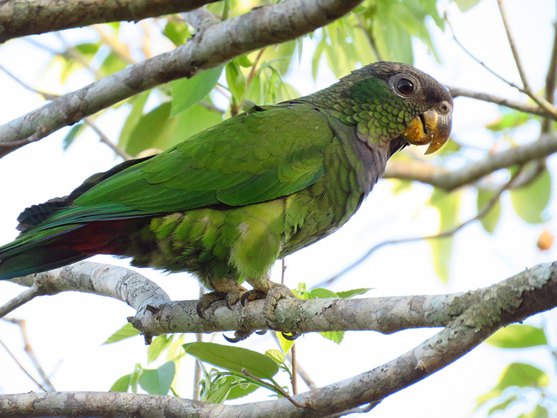 Loro maitaca (Pionus maximiliani)