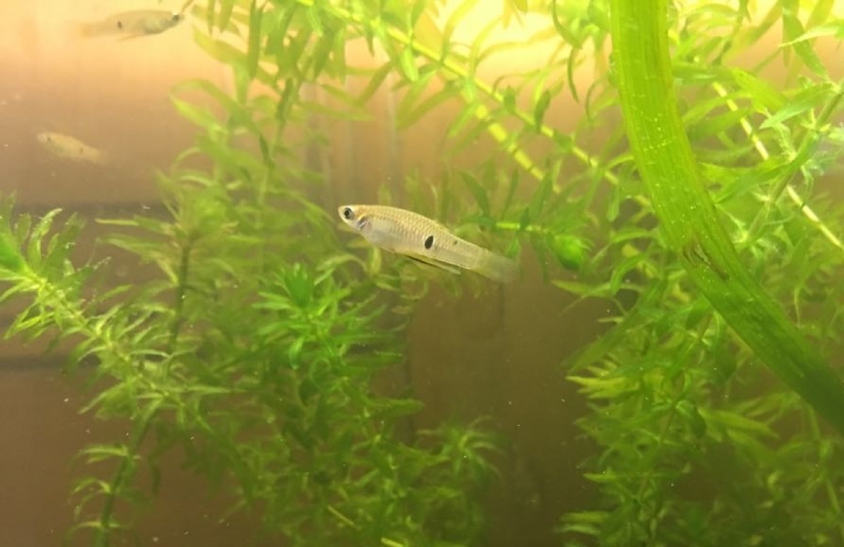 Madrecita de agua (Phalloceros caudimaculatus)