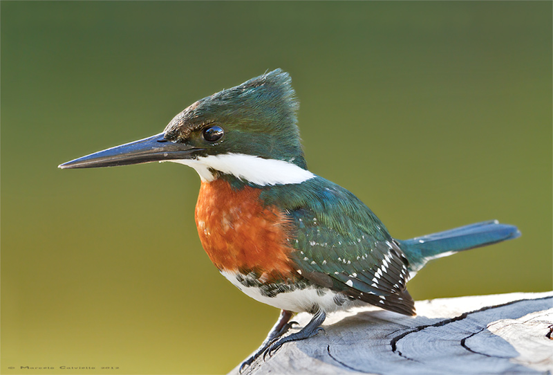 Martín pescador chico (Chloroceryle americana)