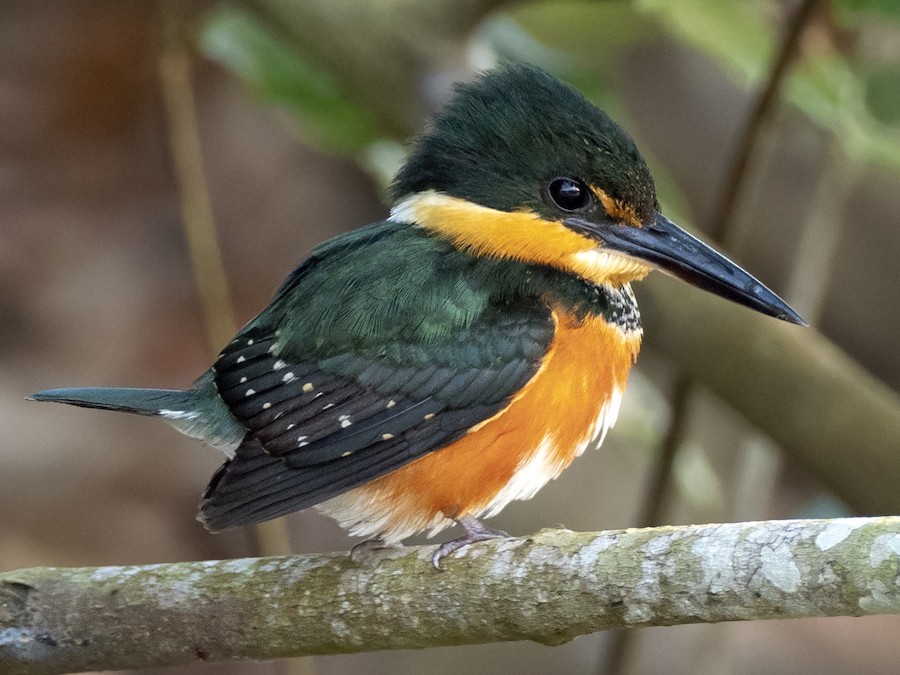 Martín pescador enano (Chloroceryle aenea)