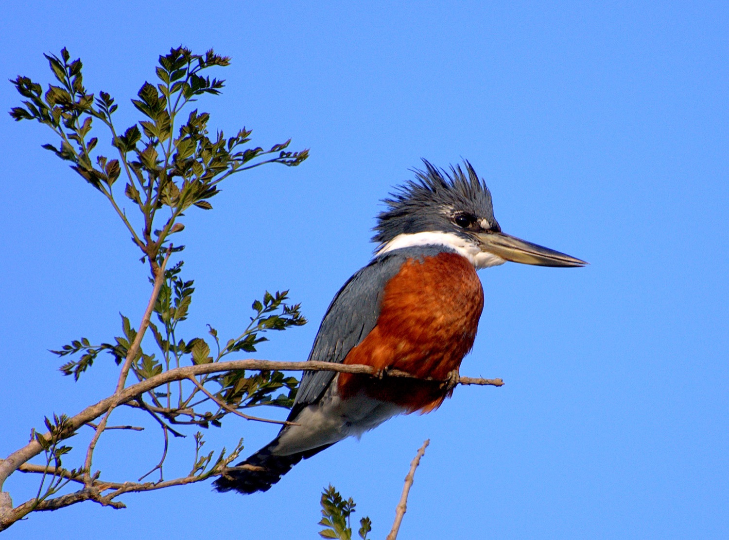 Martín pescador grande (Megaceryle torquata)