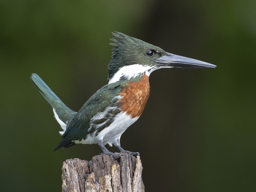 Martín pescador mediano (Chloroceryle amazona)