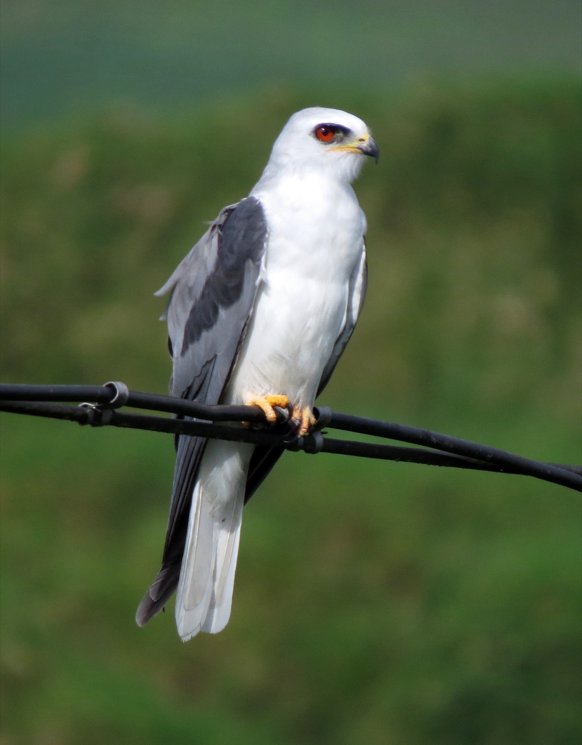 Milano blanco (Elanus leucurus)
