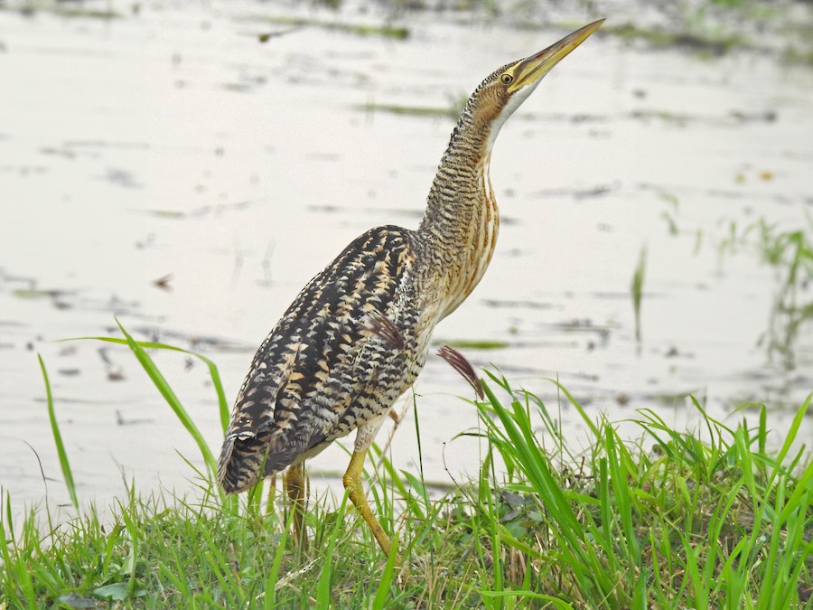 Mirasol grande (Botaurus pinnatus)