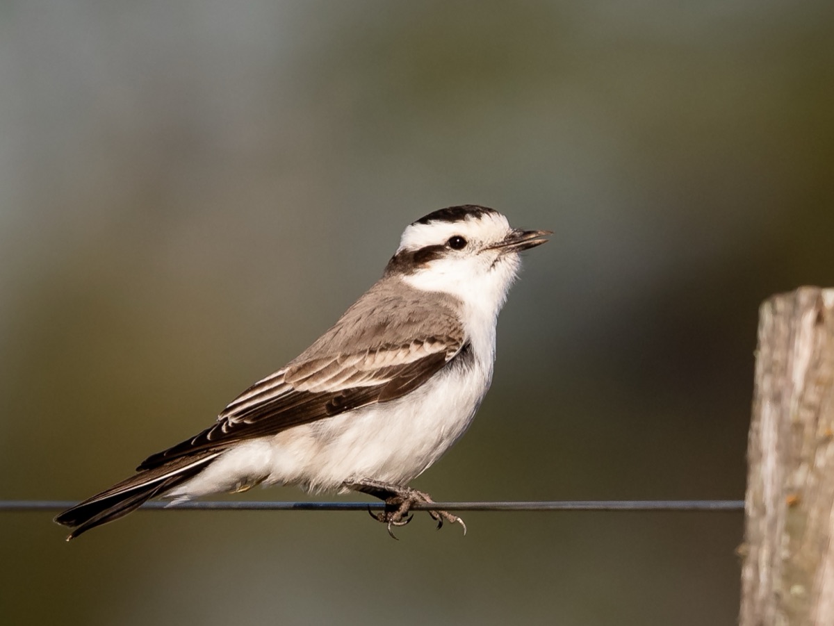 Monjita coronada (Xolmis coronatus)