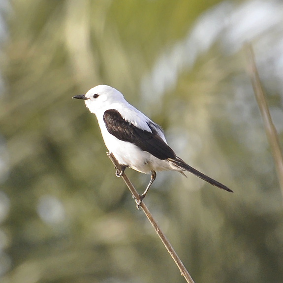 Monjita dominicana (Heteroxolmis dominicana)