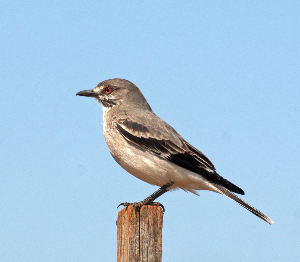 Monjita gris (Nengetus cinereus)