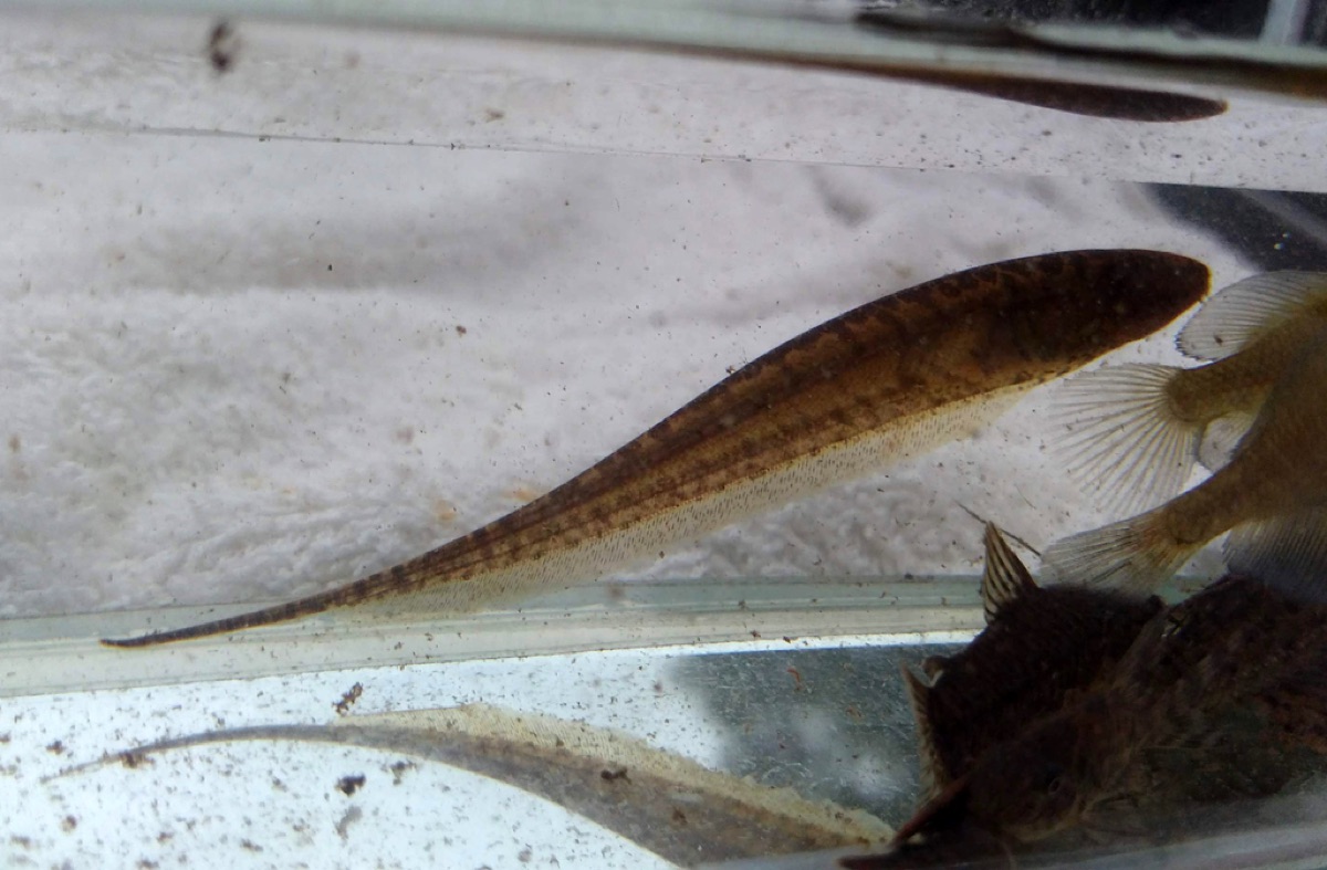 Morenita (Brachyhypopomus gauderio)