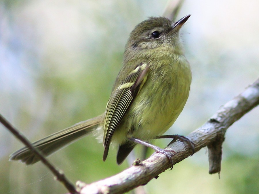 Mosqueta corona parda (Leptopogon amaurocephalus)