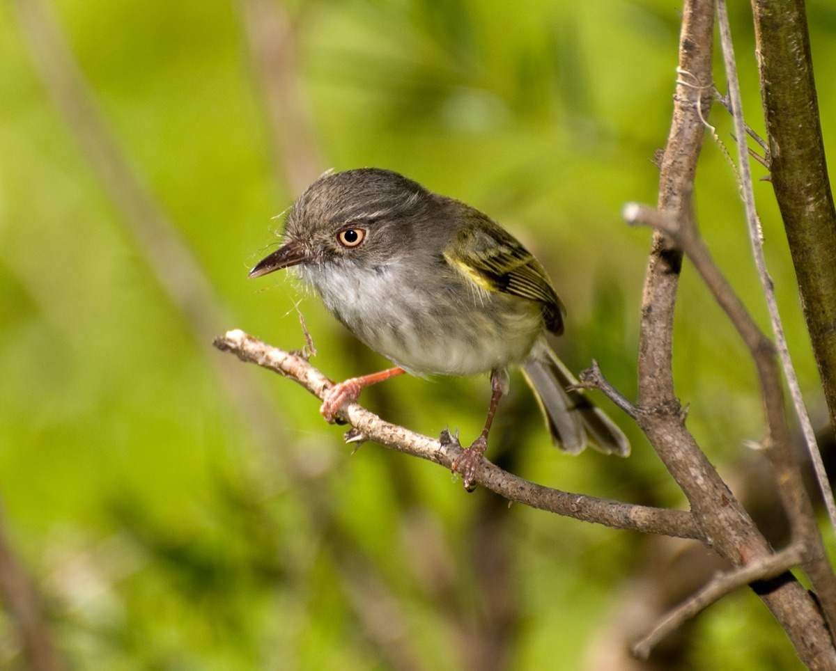 Mosqueta ojo dorado (Hemitriccus margaritaceiventer)
