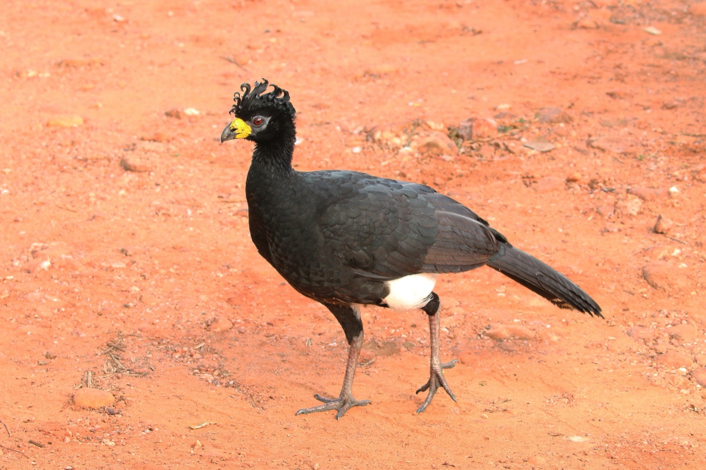Muitú (Crax fasciolata) en los Esteros del Iberá