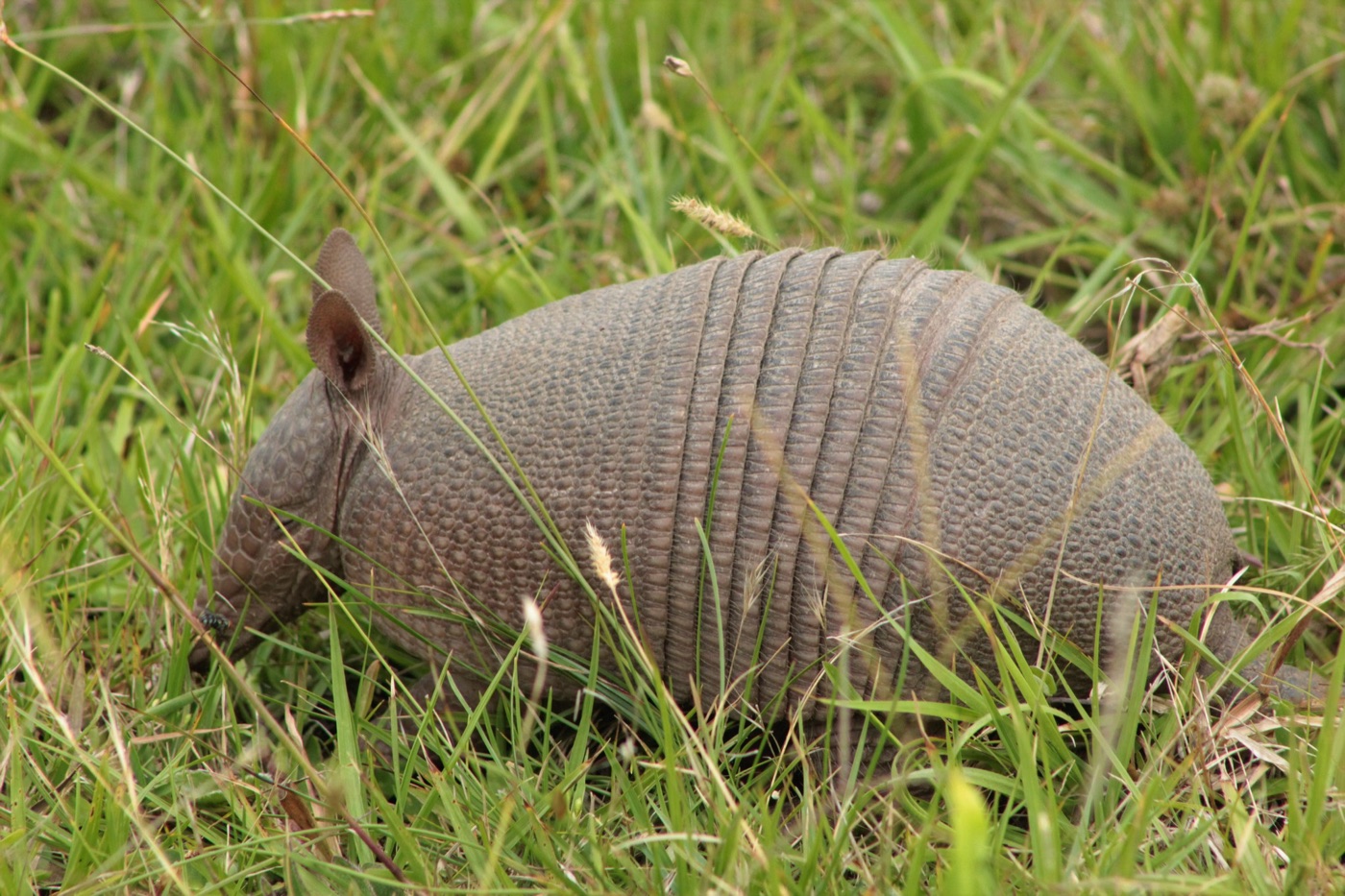 Mulita chica (Dasypus septemcinctus) en los Esteros del Iberá