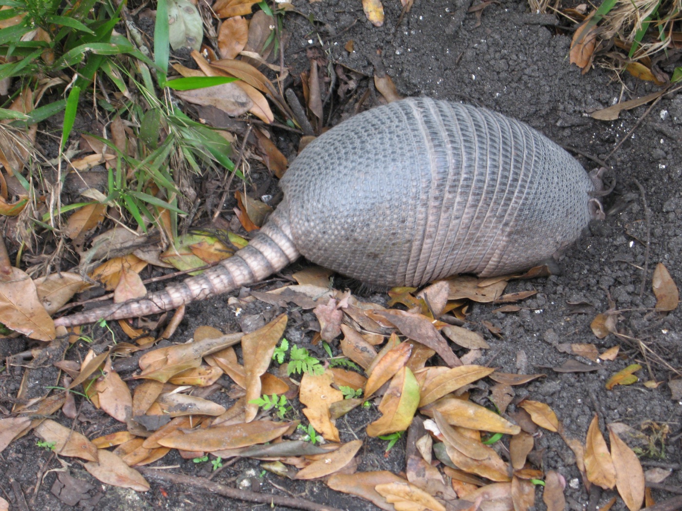 Armadillo de nueve bandas en los Esteros del Iberá