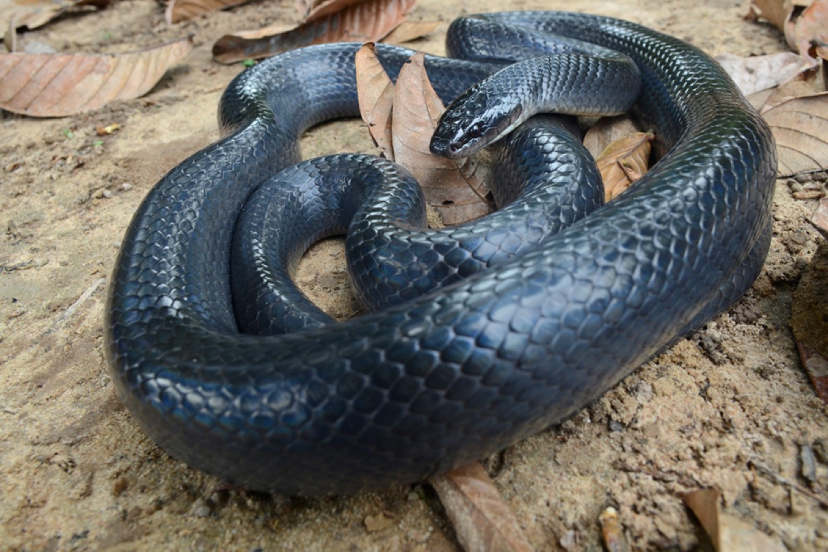 Musurana (Clelia clelia)