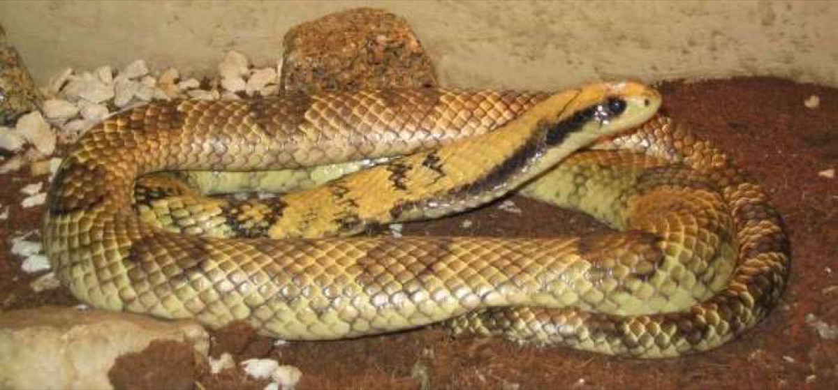False Water Cobra (Hydrodynastes gigas)
