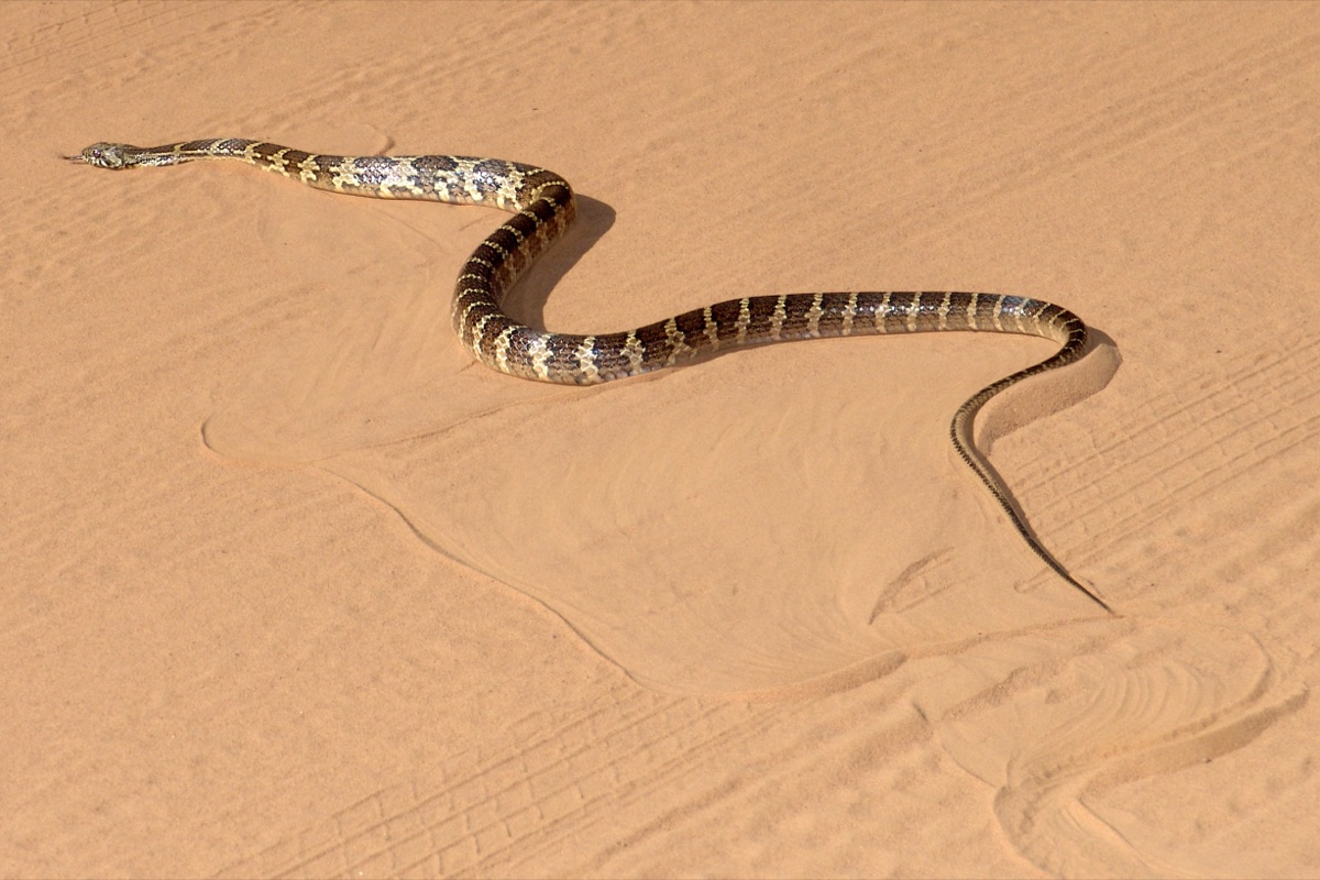 Ñacaniná de monte (Palusophis bifossatus)