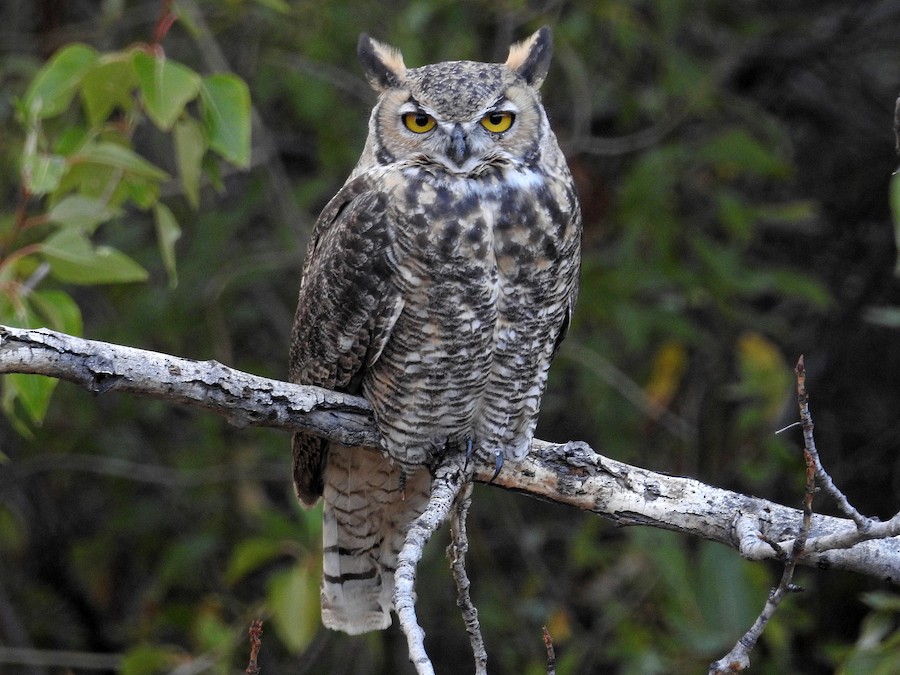 Ñacurutu (Bubo virginianus)