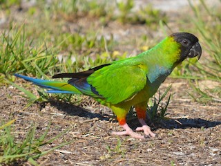 Ñanday (Aratinga nenday)