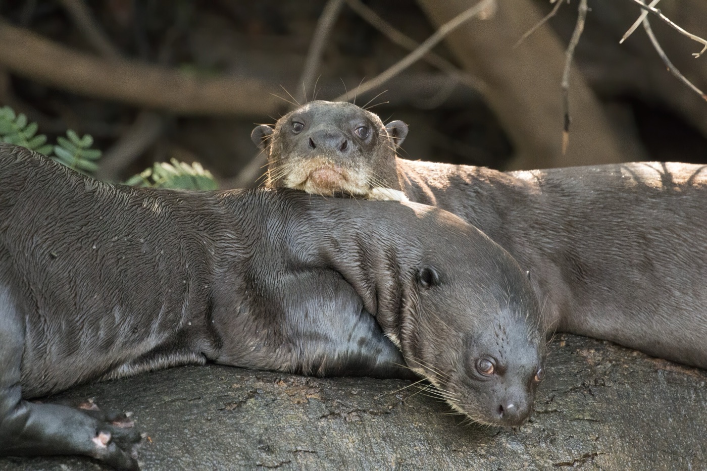 Nutria gigante