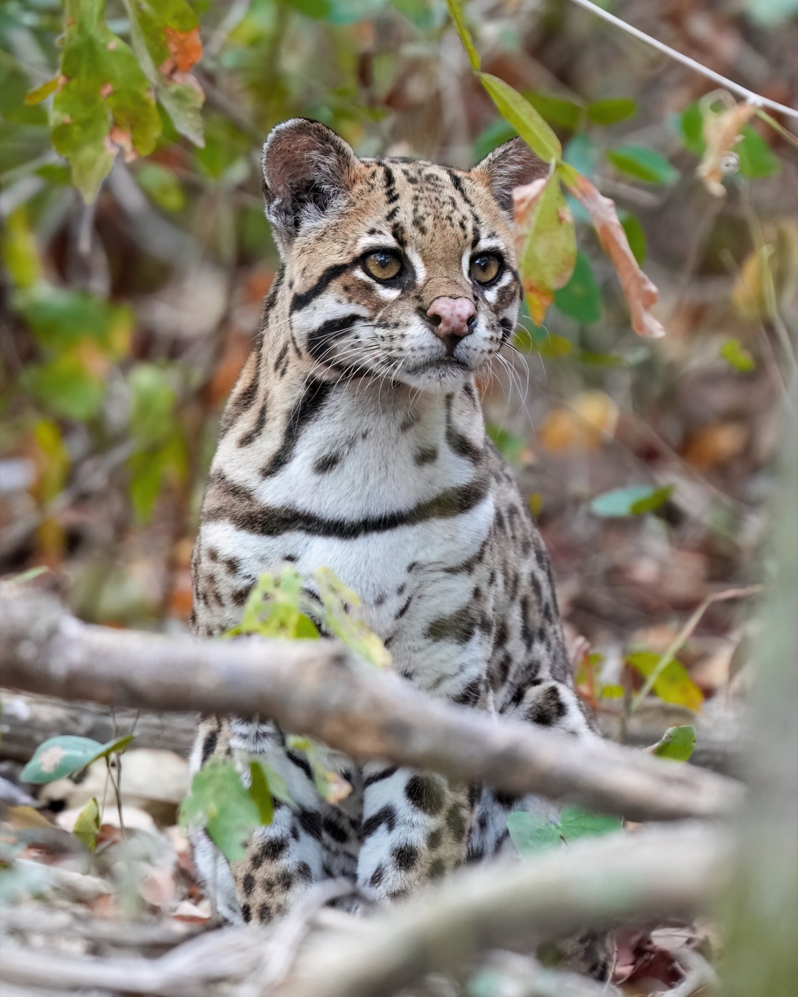 Ocelote (Leopardus pardalis) en los Esteros del Iberá, foto de Giles Laurent