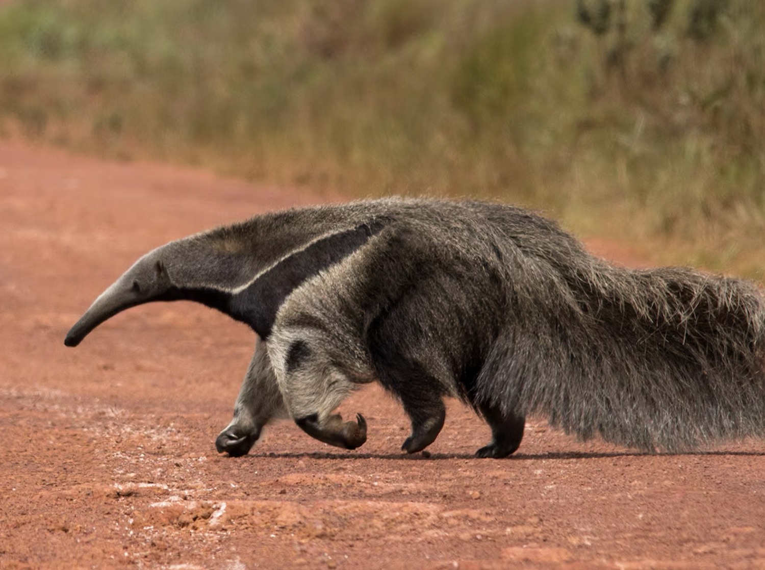Oso hormiguero gigante (Myrmecophaga tridactyla) en los Esteros del Iberá