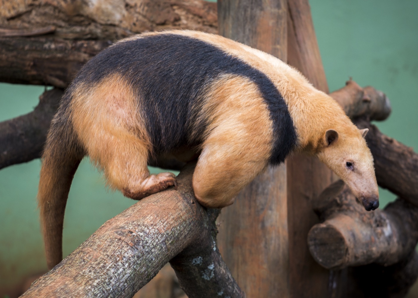 Oso melero (Tamandua tetradactyla) en los Esteros del Iberá