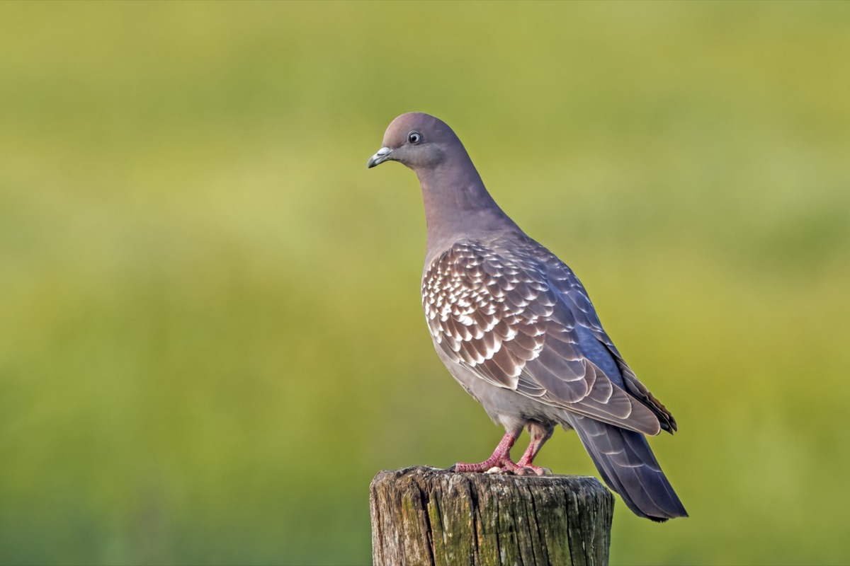 Paloma manchada (Patagioenas maculosa)