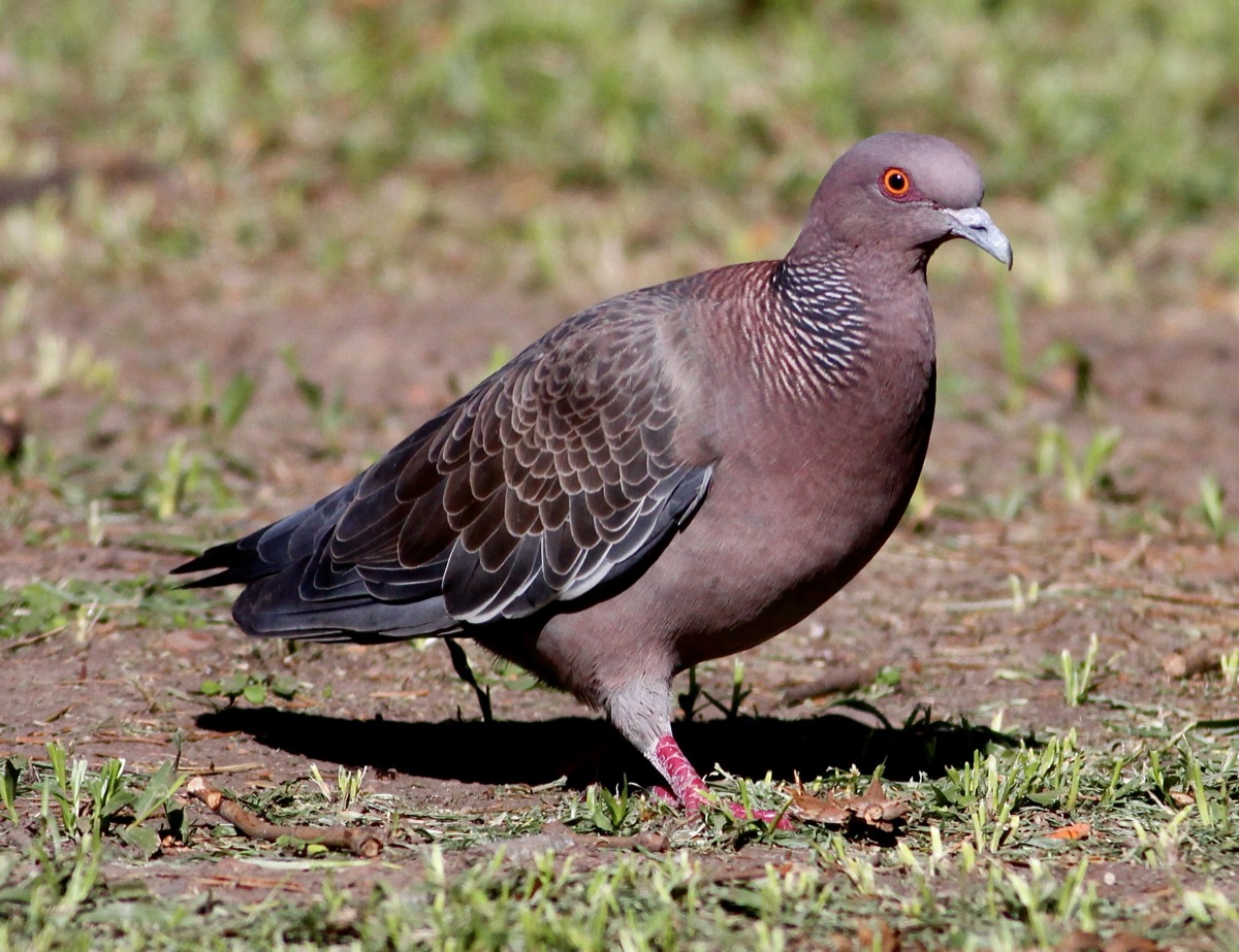 Paloma picazuró (Patagioenas picazuro)