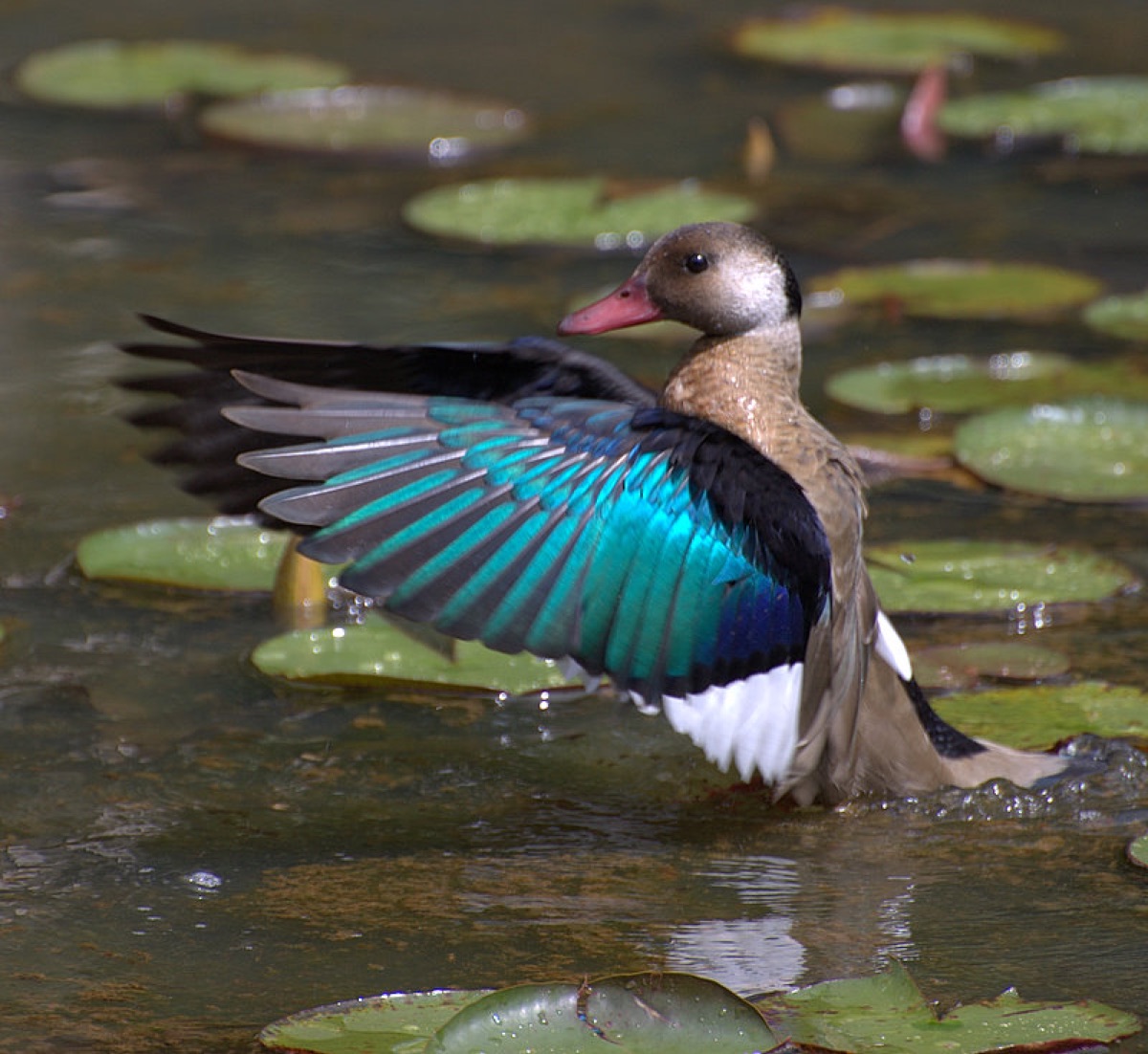 Pato cutirí (Amazonetta brasiliensis)