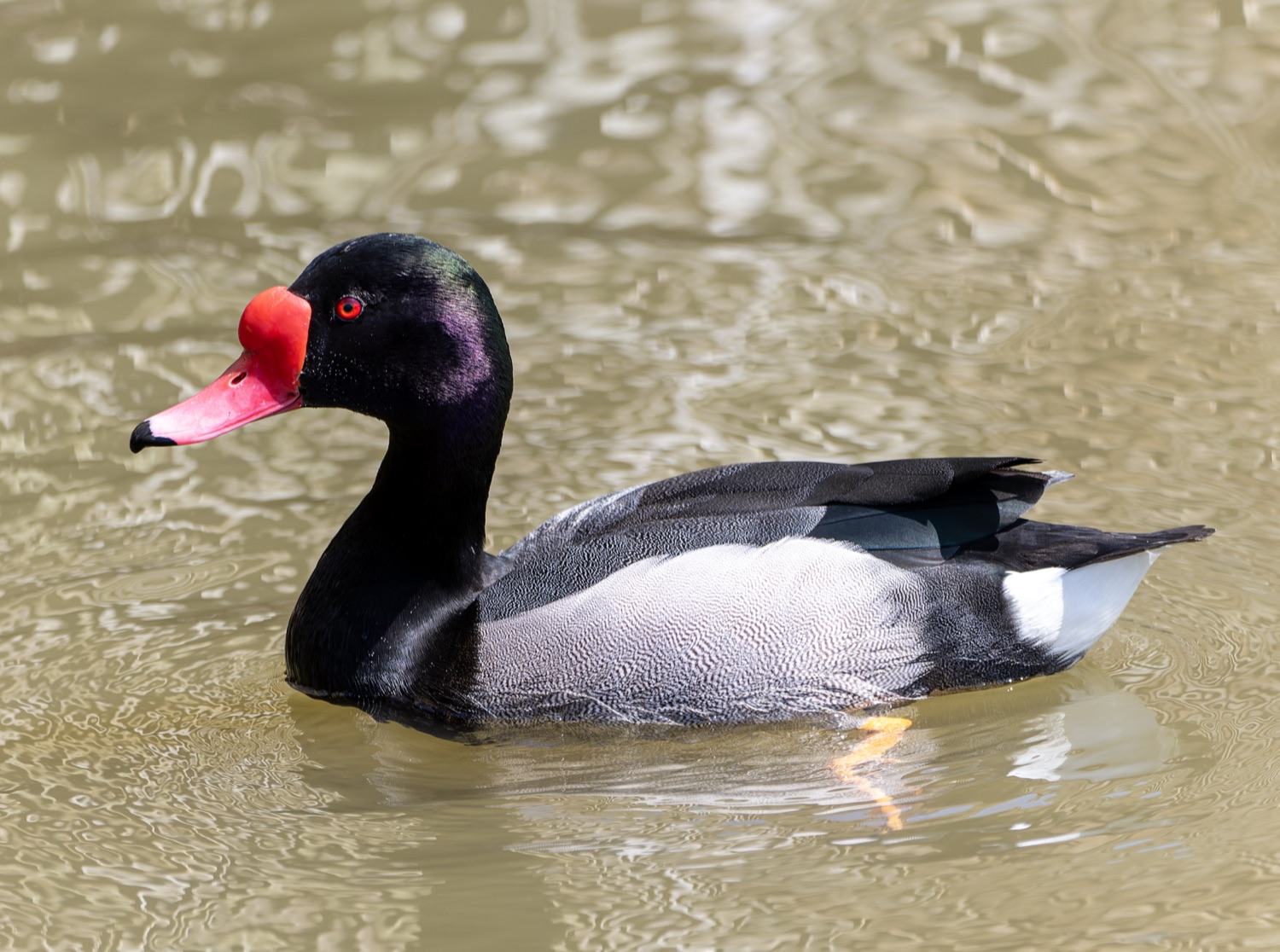 Pato picazo (Netta peposaca)