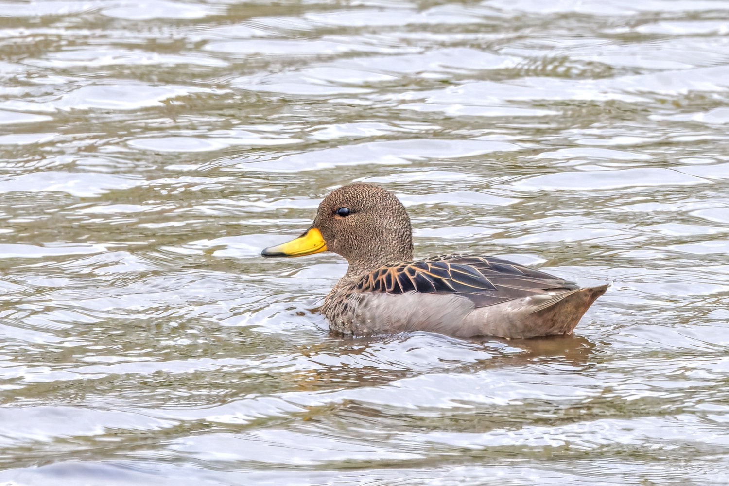 Pato barcino (Anas flavirostris)