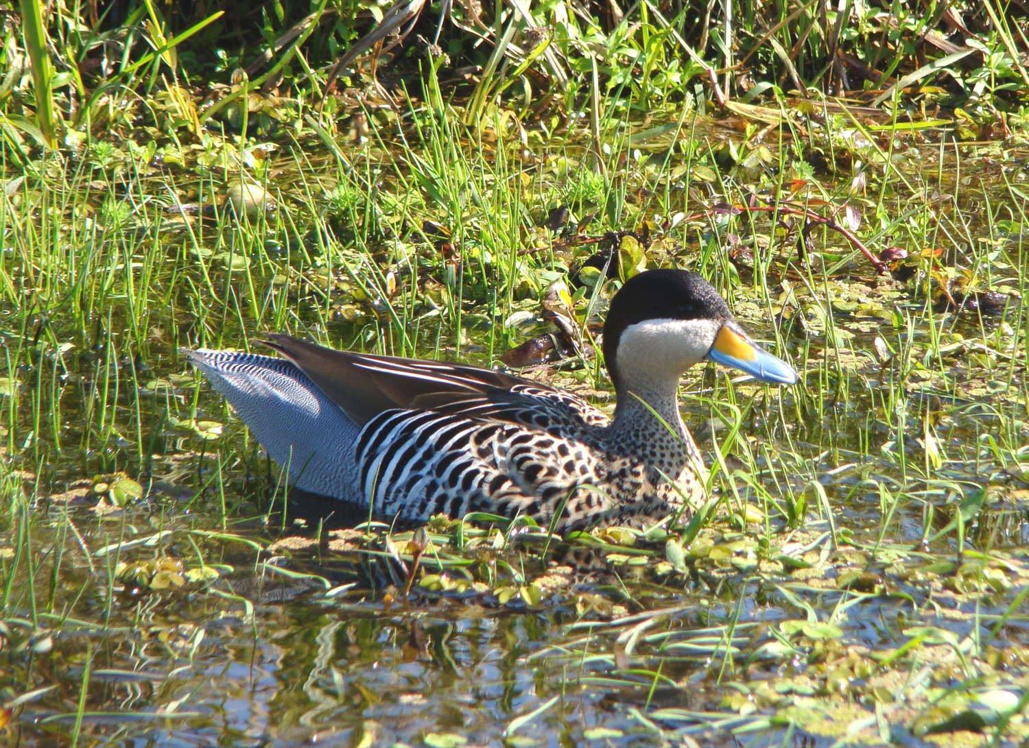 Pato capuchino (Spatula versicolor)