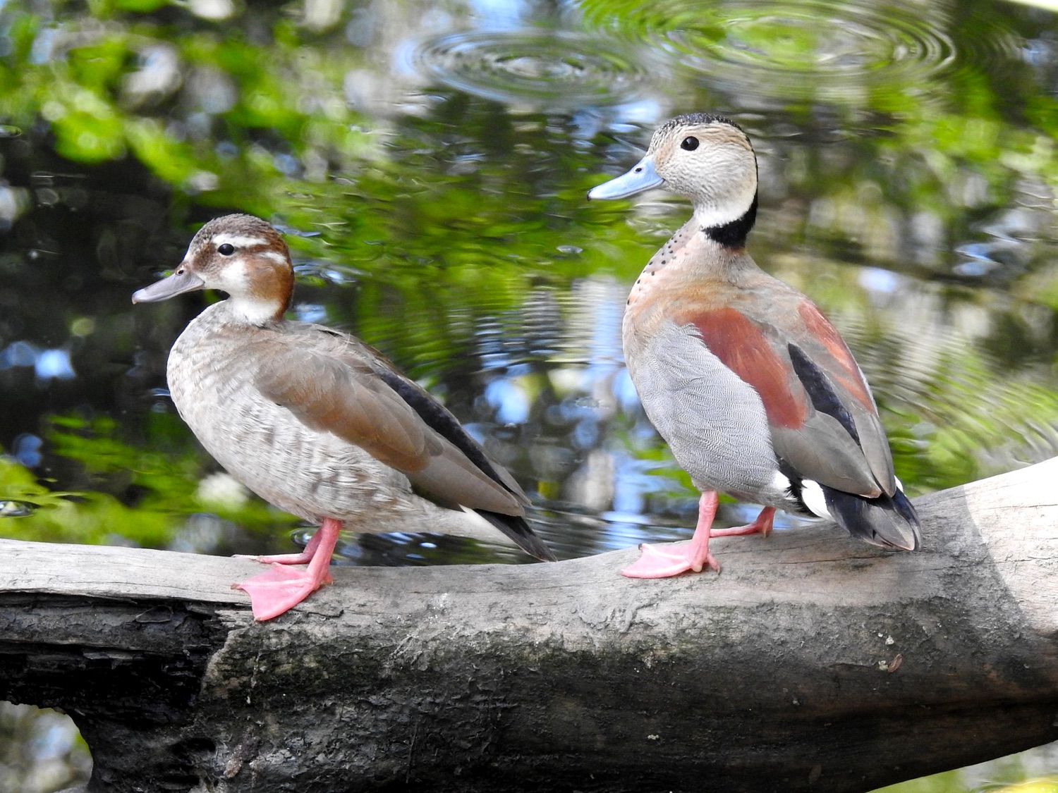 Pato gargantilla (Anas bahamensis)