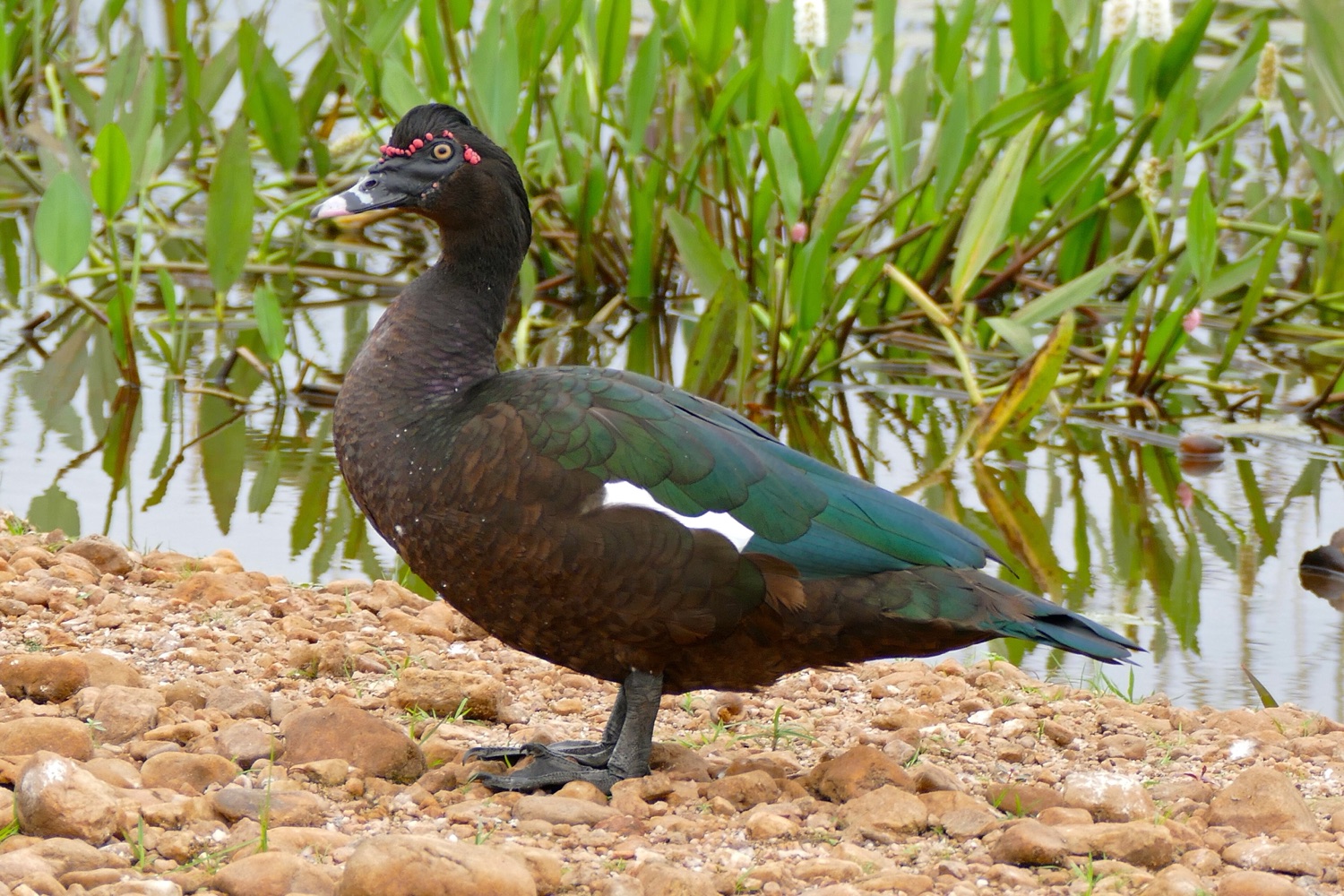 Pato real (Cairina moschata)