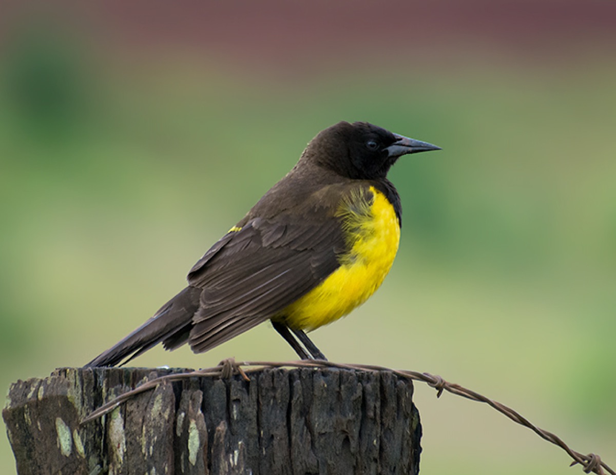Pecho amarillo grande (Pseudoleistes guirahuro)