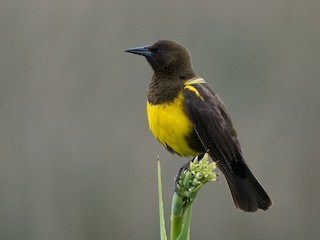 Pecho amarillo (Pseudoleistes virescens)