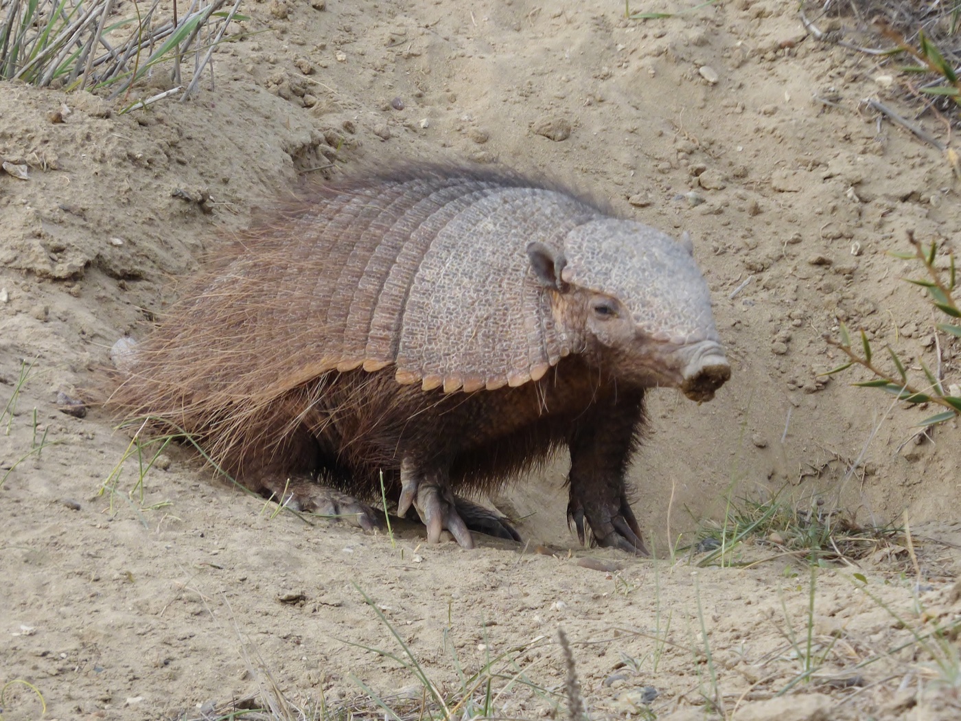Peludo común (Chaetophractus villosus) en los Esteros del Iberá