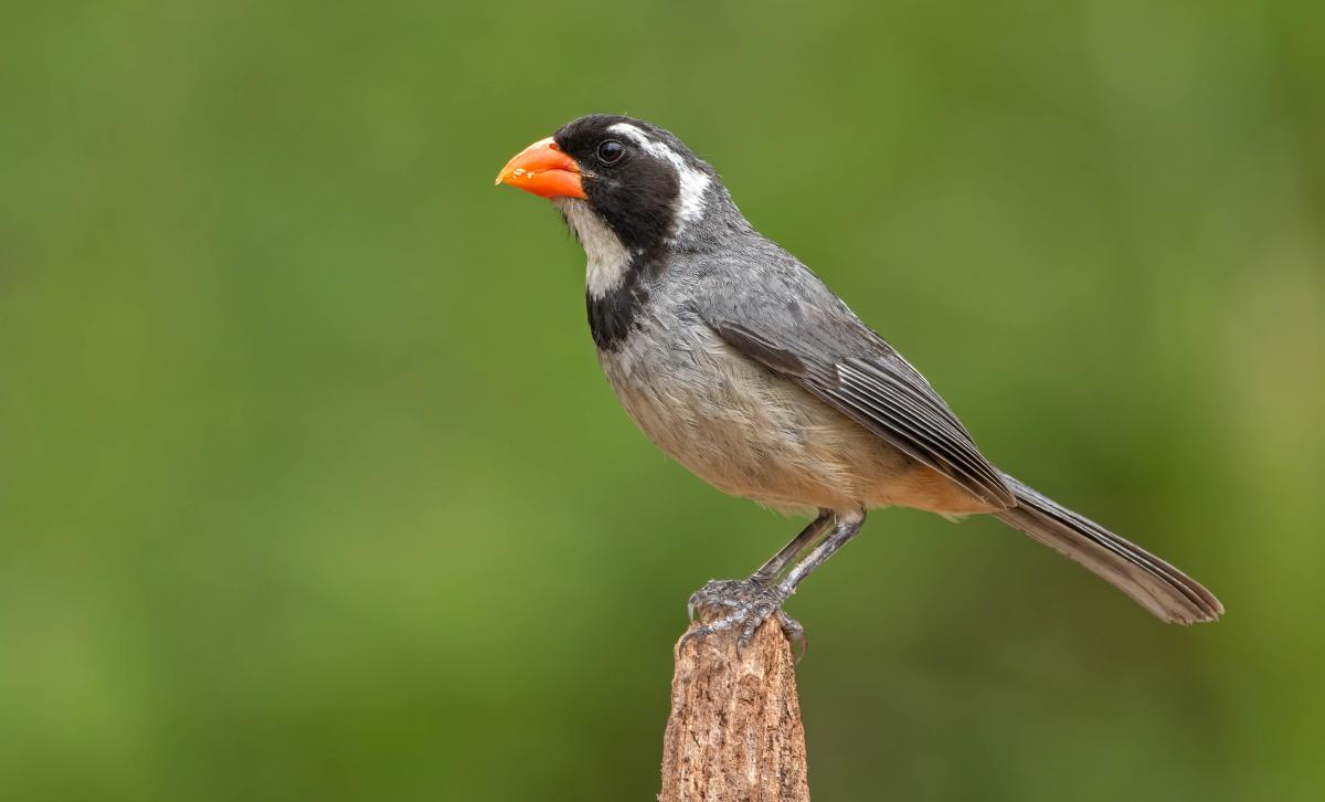 Pepitero de collar (Saltator aurantiirostris)